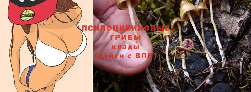 мега рабочий сайт  Киреевск  Галлюциногенные грибы Psilocybine cubensis 